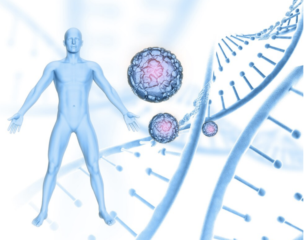 How Testosterone and Growth Hormone Affect Muscle Building