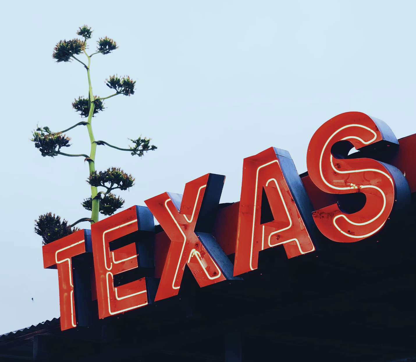 Texas sign with a cactus in bloom
