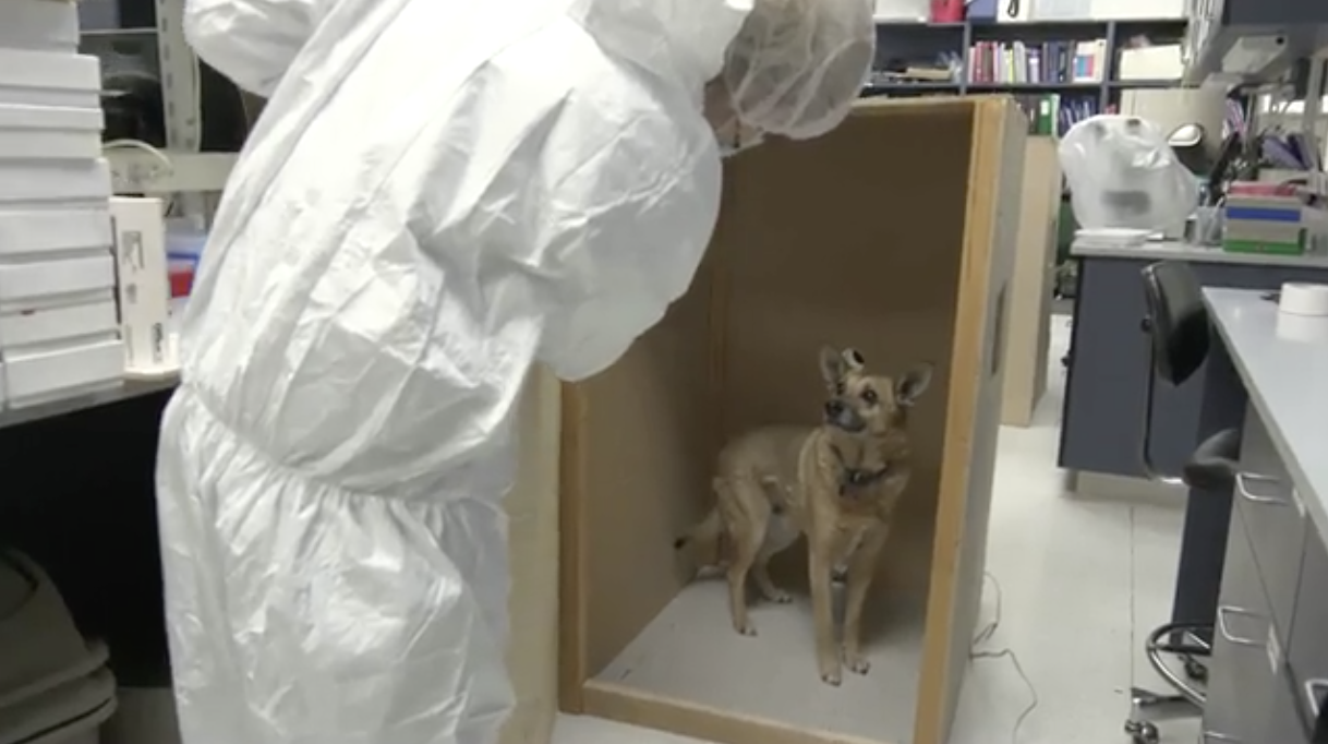 ticks humans global warming box experiment