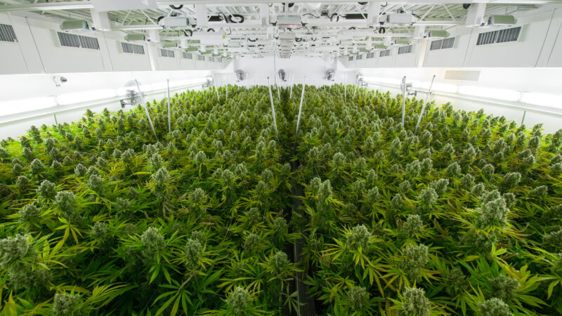 Portugal vies to become Europe’s medical cannabis hub but locals say beware of corruption