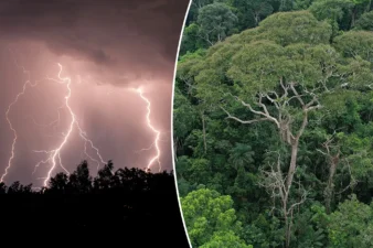 Tonka Bean Trees Attract Lightning to Win the Rainforest Arms Race—And Science Thinks That’s Electrifying