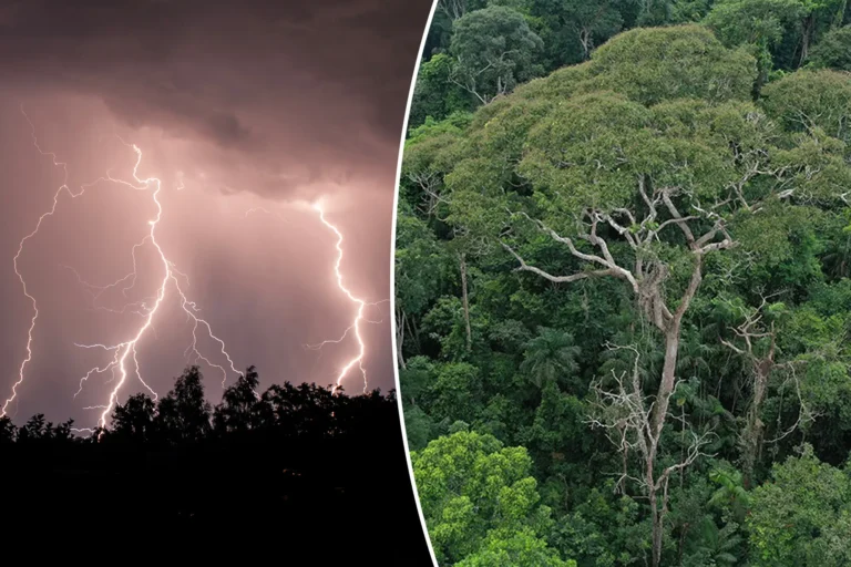 Tonka Bean Trees Attract Lightning to Win the Rainforest Arms Race—And Science Thinks That’s Electrifying