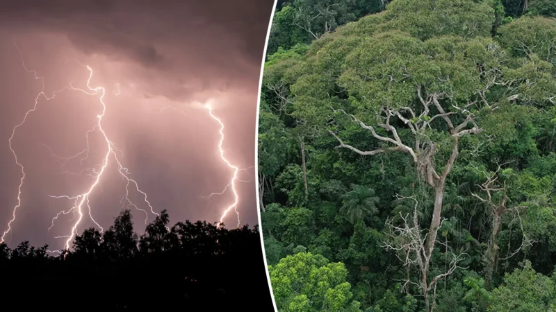 Tonka Bean Trees Attract Lightning to Win the Rainforest Arms Race—And Science Thinks That’s Electrifying