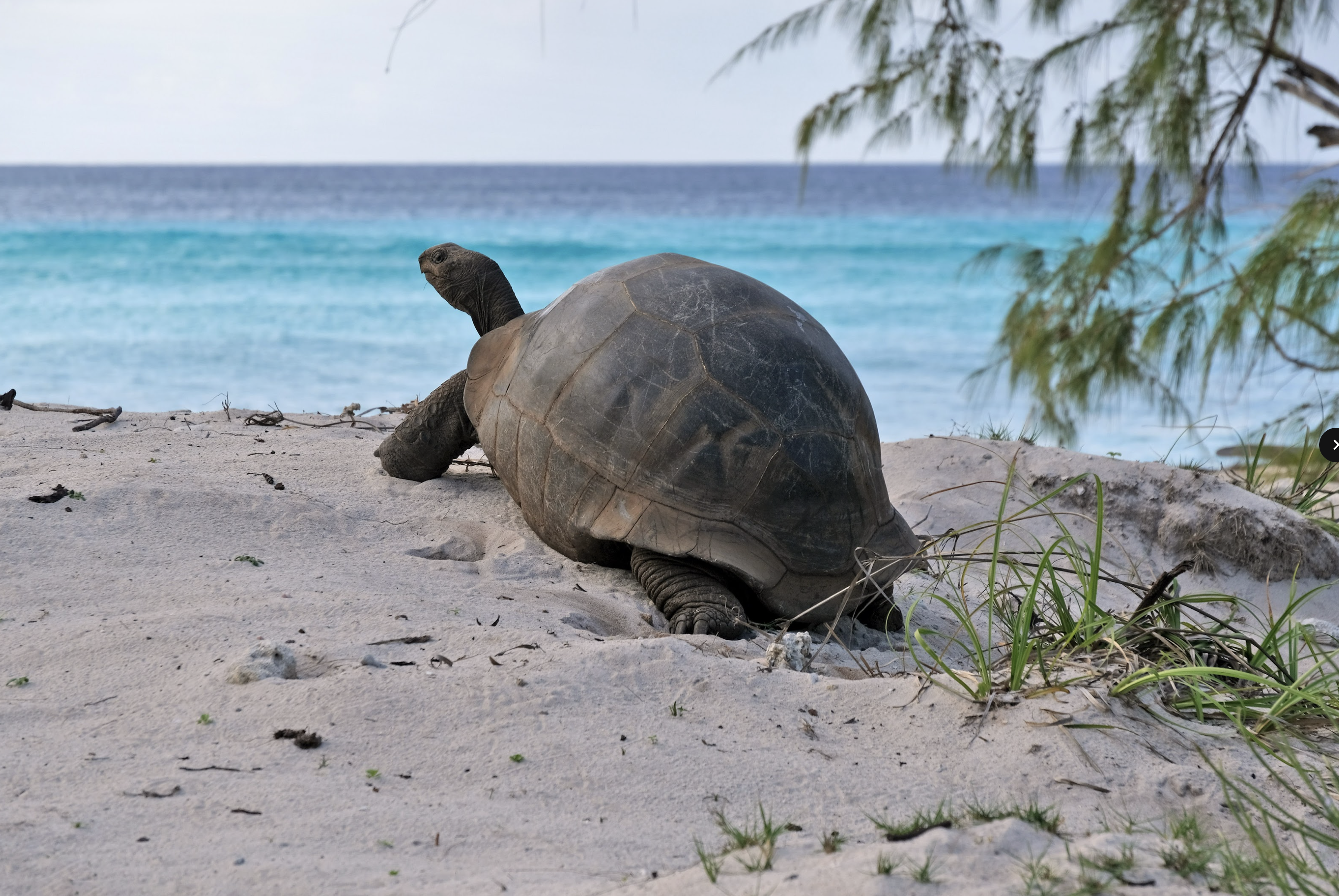 Aldabra tortoise, Kevin Gepford