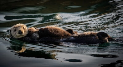 Toxic sea otters and the pollution they collect at sea