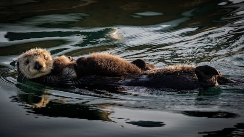 Toxic sea otters and the pollution they collect at sea