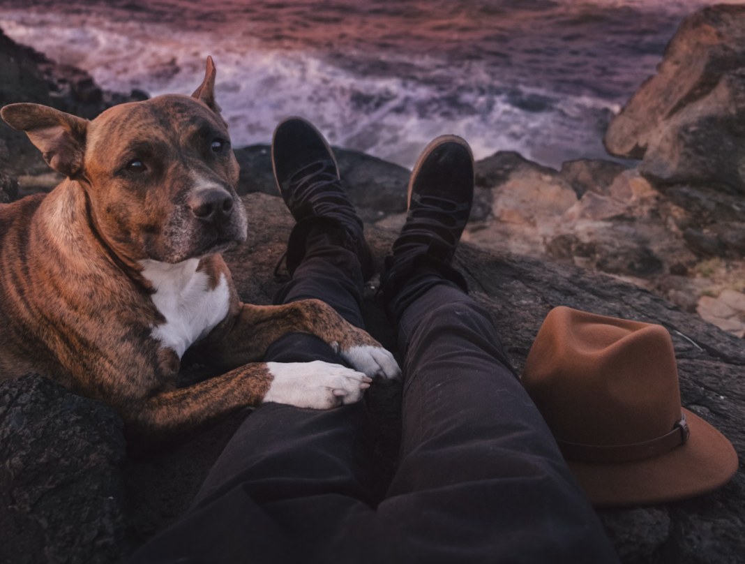 5 Special Considerations for Senior Pets During Travel