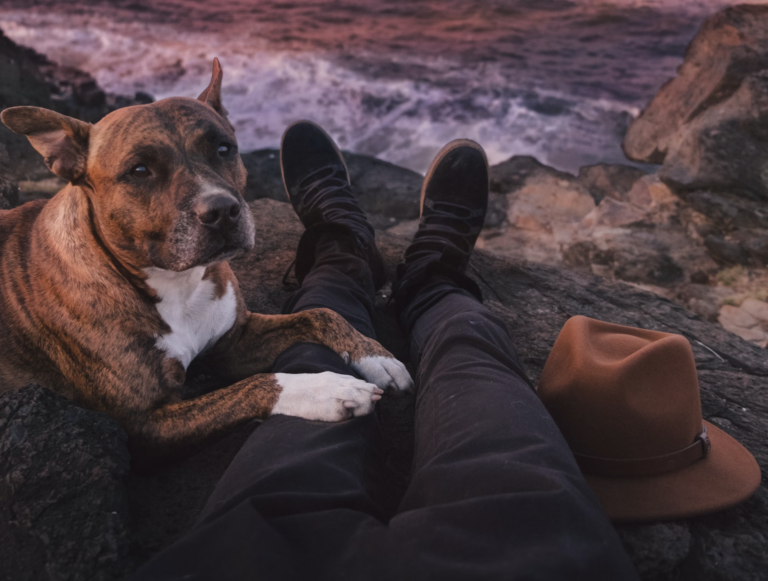 5 Special Considerations for Senior Pets During Travel 