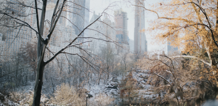 trees-central-park-NY-caitlyn-wilsen.png