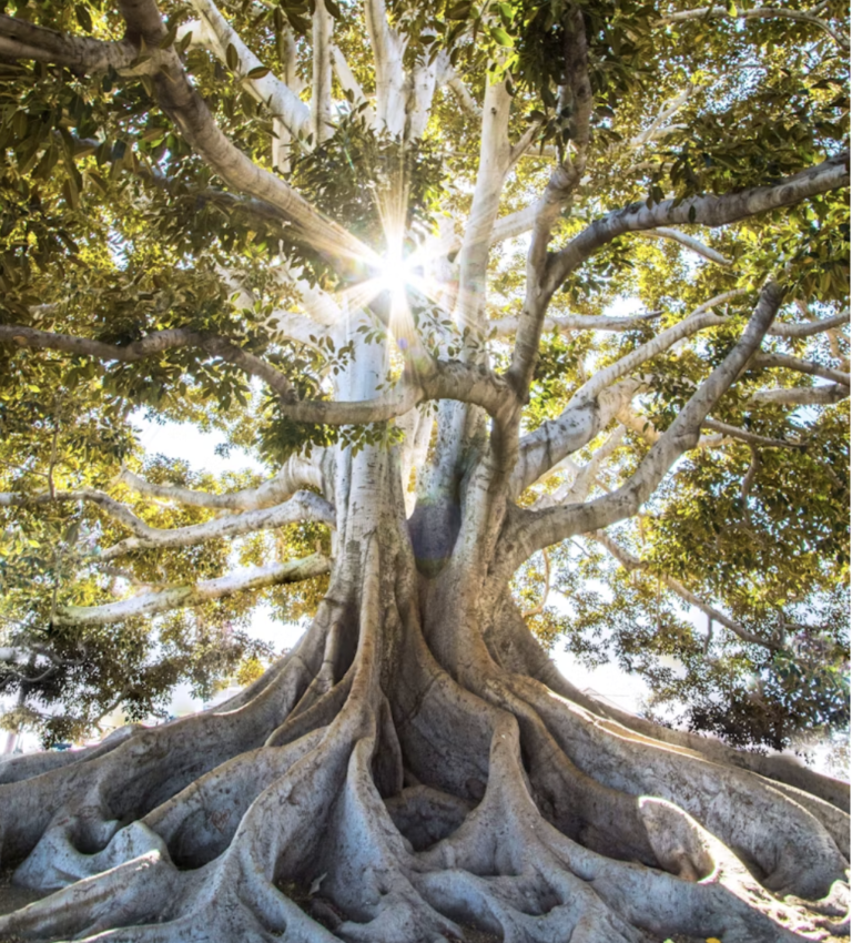 EcohubMap: Empowering Environmental Sustainability Through Information Systematisation