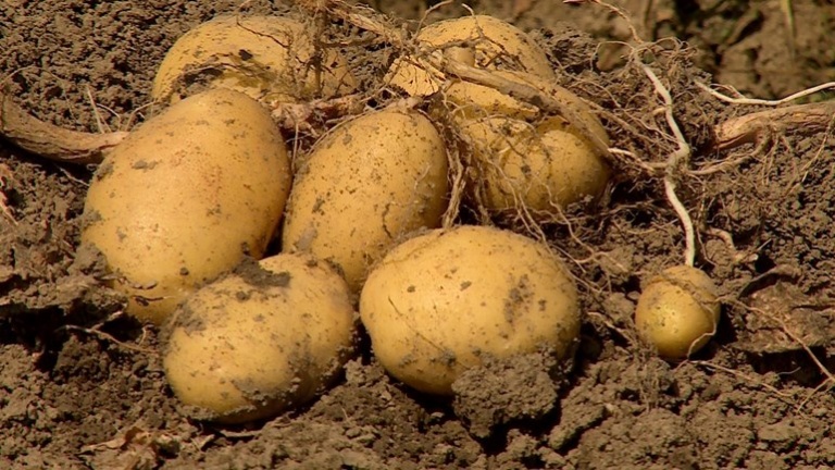 Solving world hunger with hybrid potatoes