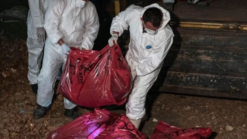 Turkey’s 4 million dog cull begins