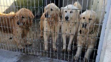 36 golden retrievers rescued from Istanbul streets