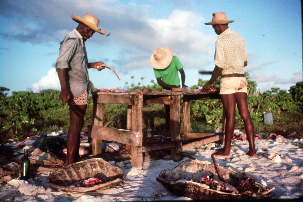 In the early 80s: Fishermen cleaning and salting their catch at Grand Ile at the end of the day. Salt and fish are stored in the empty turtle carapaces on the ground. Image via Jeanne Mortimer.