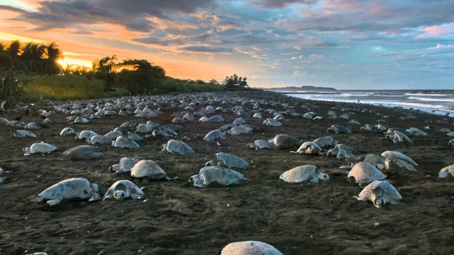 protected sea turtle habitat