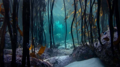 How cold water divers can save kelp forests