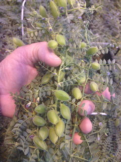 Chickpeas in their natural state. NuCicer, 2026