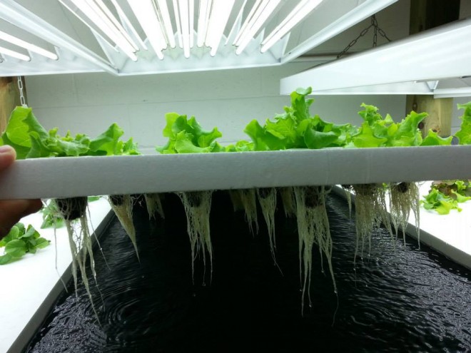 upstream-aquaponics