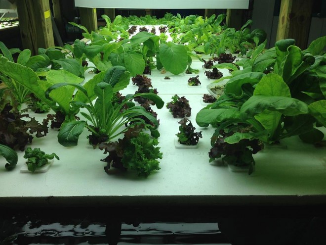 upstream-steven-looi-aquaponics