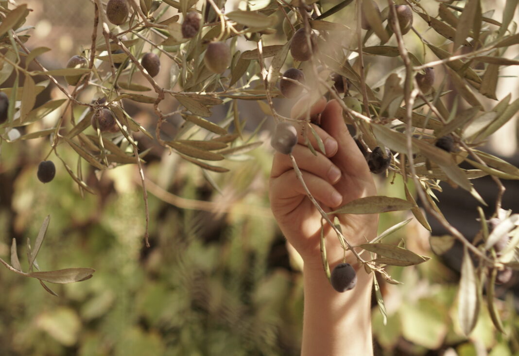 olive branch waldorf school tel aviv