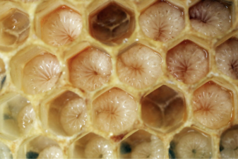 These worms eat plastic