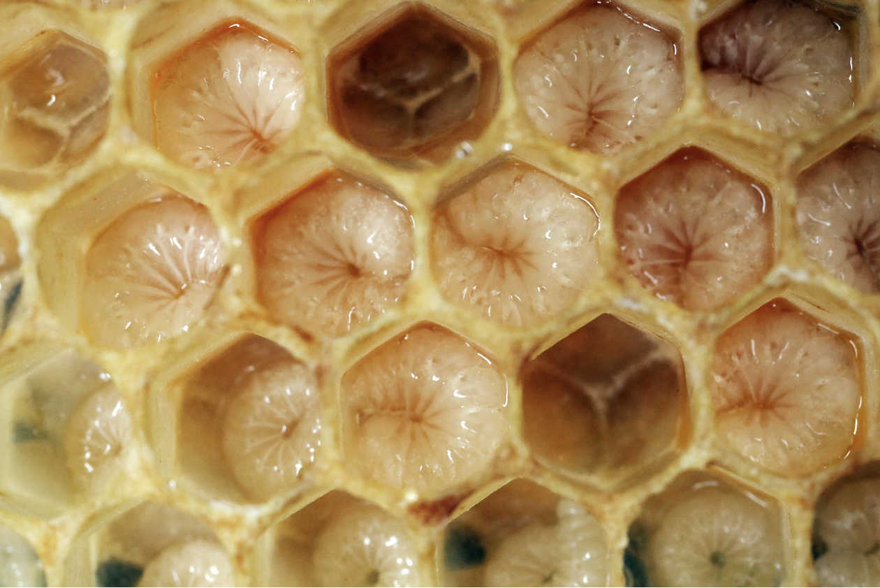 wax worm butterfly, moth eats plastic