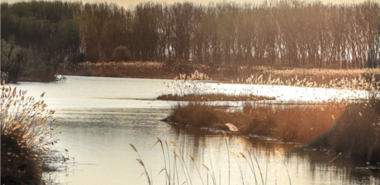 wetlands-conservation-serbia.png