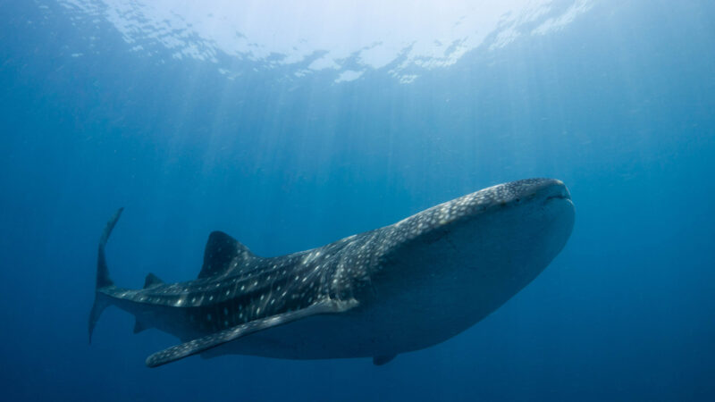 Shipping industry puts whale sharks at risk