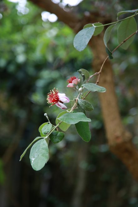feijoa flower on tree, red and pick fairy flowers