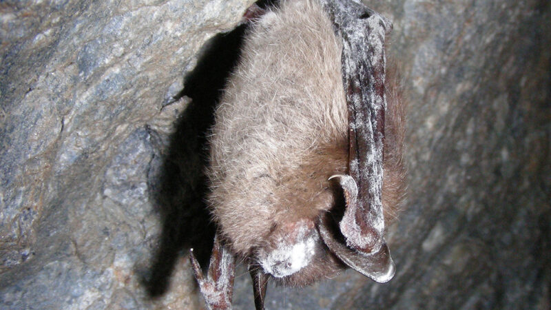 How bats help your babies