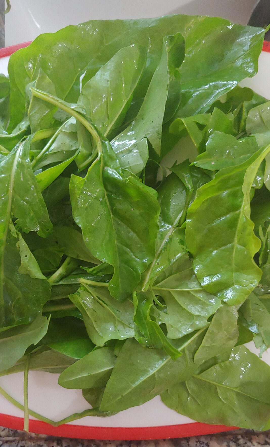 Wild Edibles of the Mediterranean Winter: Wild Beet Greens