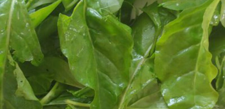 wild-beet-greens-scaled.jpeg
