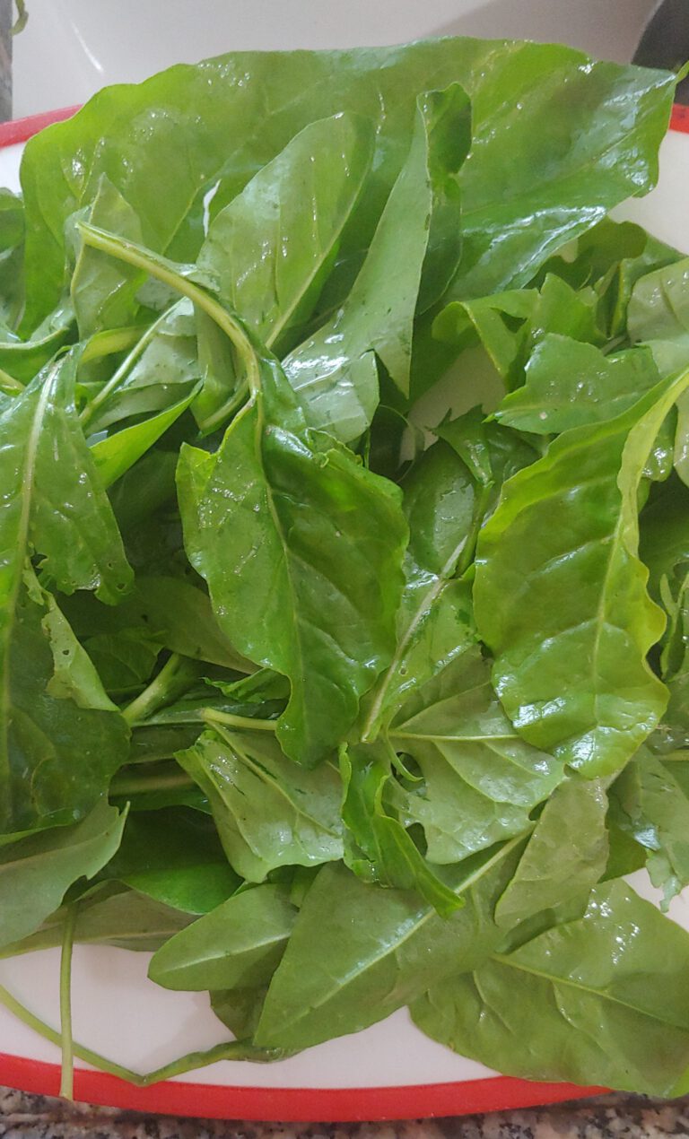 Wild Edibles of the Mediterranean Winter: Wild Beet Greens