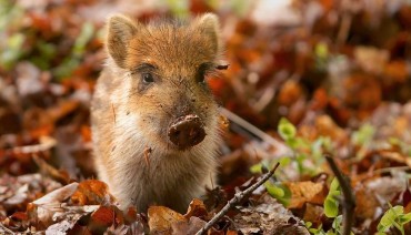 Israel’s Wild Pigs Were Once Europeans
