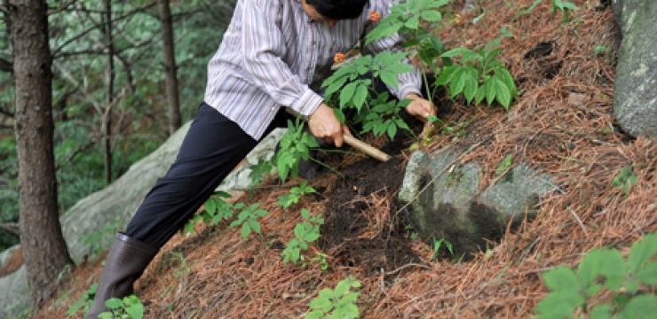 wild-ginseng-korea.jpg