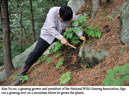 wild ginseng korea