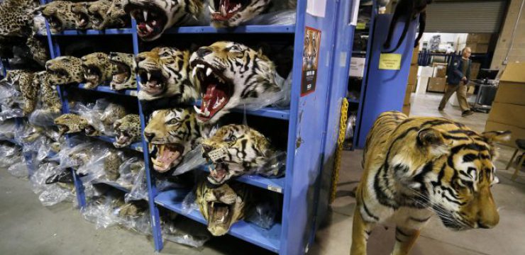 wildlife-crime-museum-trafficking.jpg