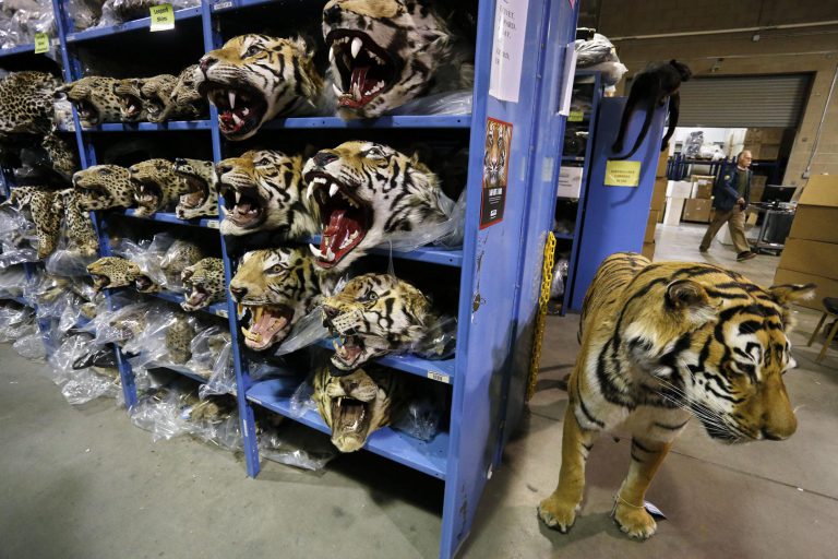 5 ways to stop animal trafficking