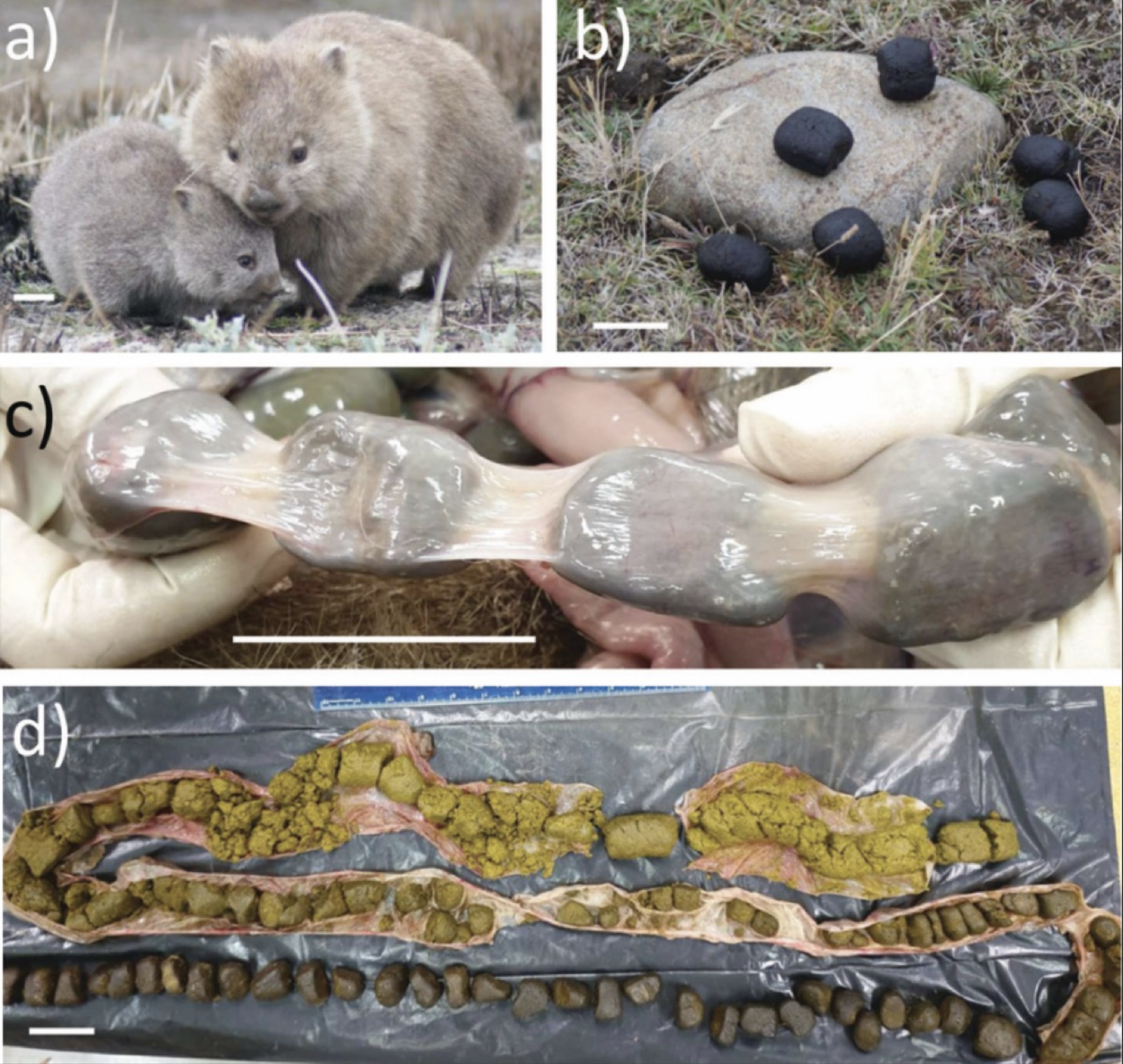 (b) A typical wombat latrine, with feces placed on a low rock or stump. (c) A 2019 dissection shows cubic feces in the colon. (d) Section of wombat intestine shows how feces changes from a yellow slurry to darker dry cubes.Patricia J. Yang et al., 2021