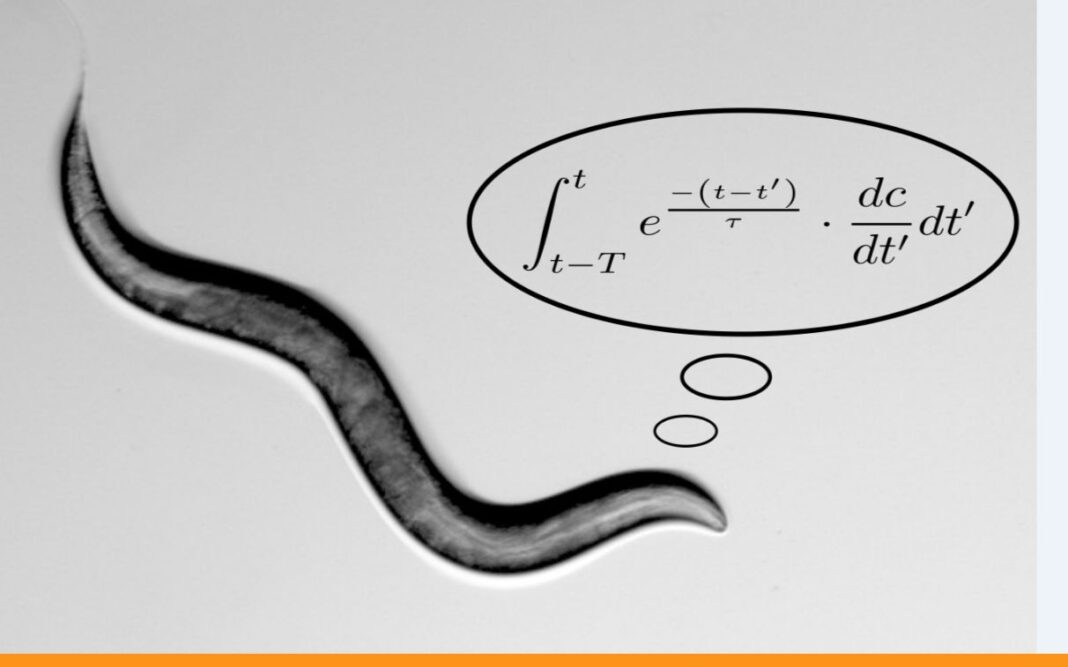 Israeli study show worms can perform math