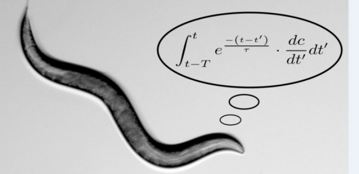 worms-perform-math.jpg