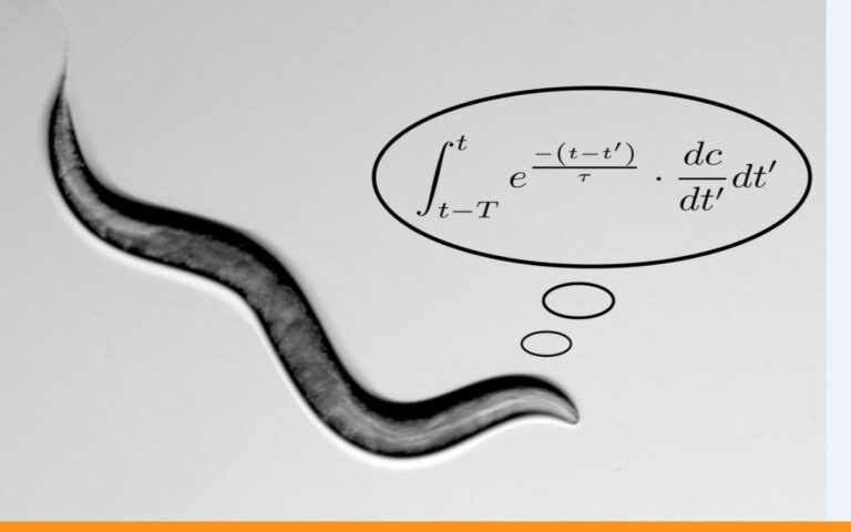 Israeli study show worms can perform math