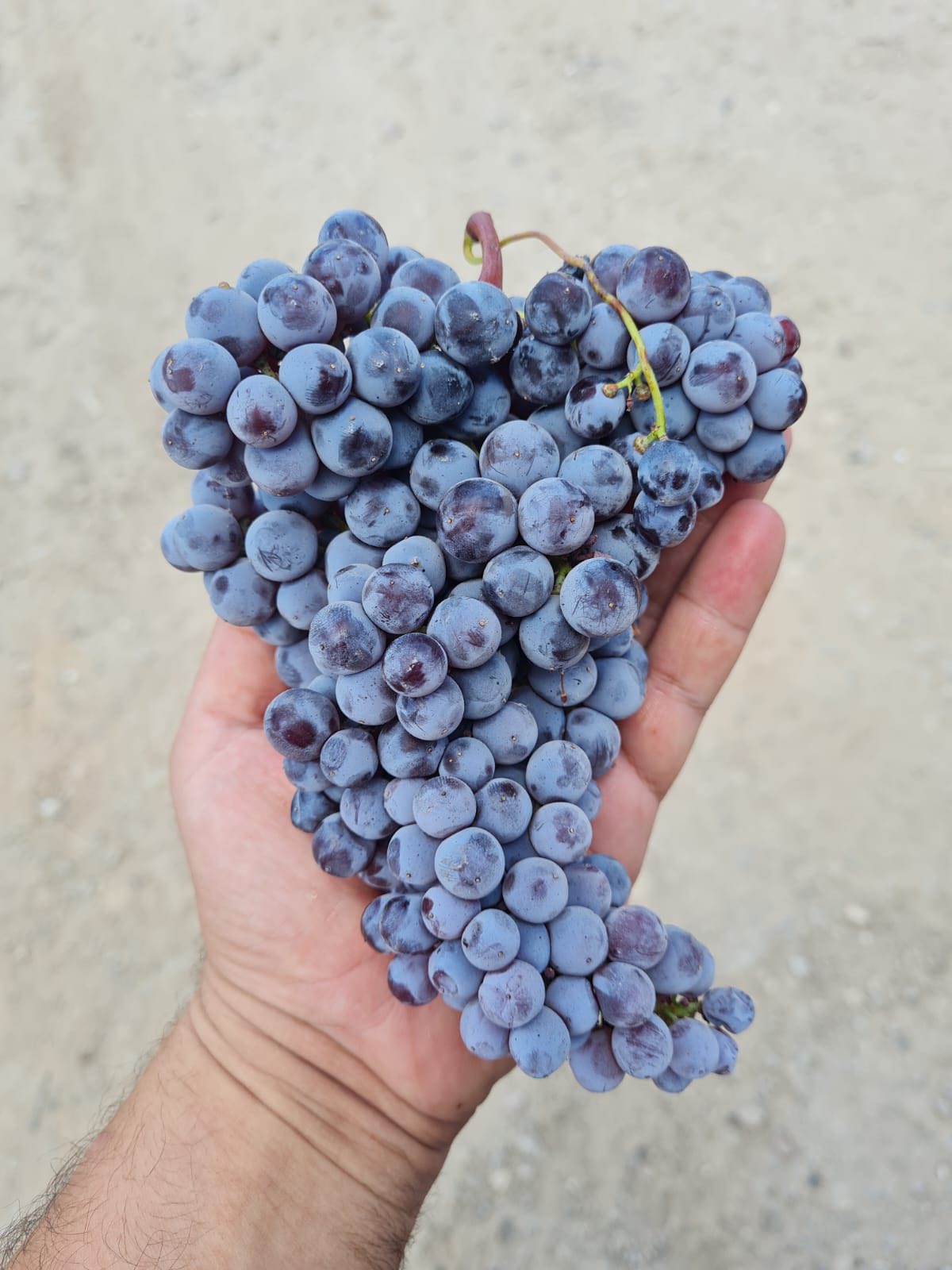 Yakir Knafo's hand-picked grapes can be found served at his deli in Jaffa