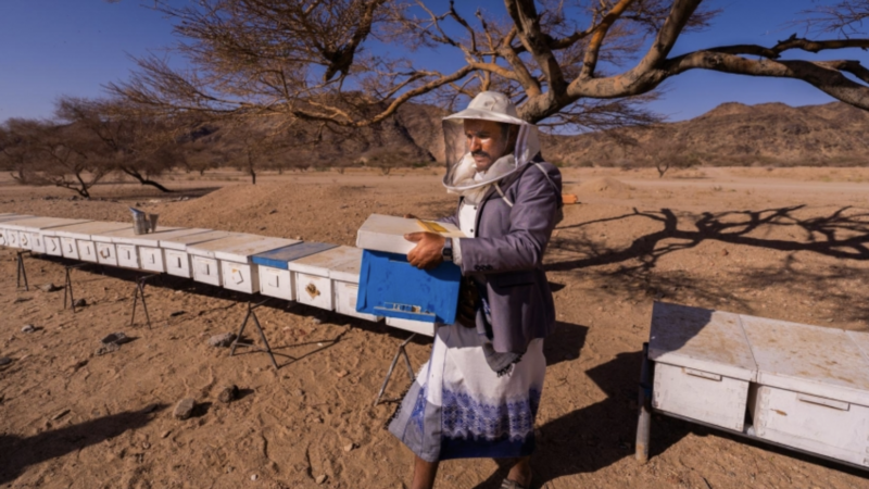 The tradition of honey in Yemen