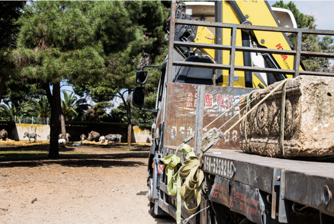 zebra rhino coffins found at zoo