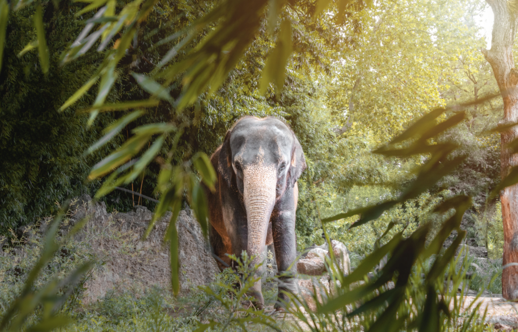 Sustainable wildlife destinations to visit in 2023