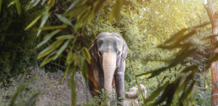 zoo-coffin-safari-elephant-ramat-gan.png