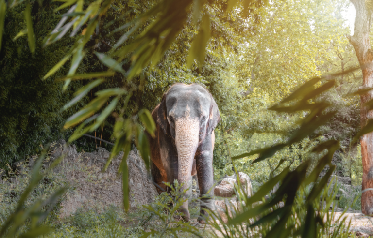 Sustainable wildlife destinations to visit in 2023