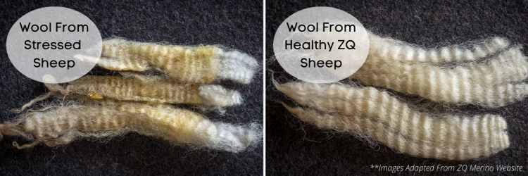 Zentera offers a "superior" unstressed wool